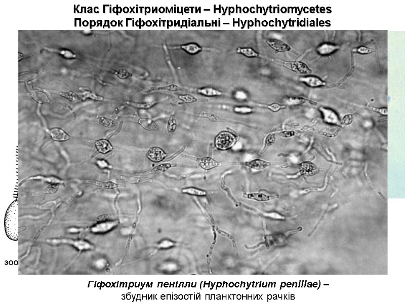 Клас Гіфохітриоміцети – Hyphochytriomycetes  Порядок Гіфохітридіальні – Hyphochytridiales Гіфохітриум пенілли (Hyphochytrium penillae) –